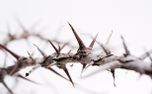 Crown of Thorns on White (156690)
