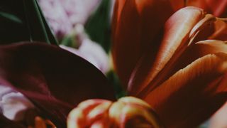 Beauty and Strength : Loop 02
