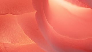 Flower of the Field : Loop 02