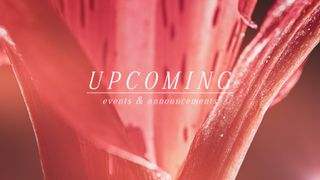 Flower of the Field : Upcoming