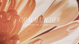 Flower of the Field : Communio