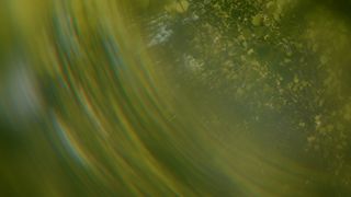 Like A Tree : Loop 01