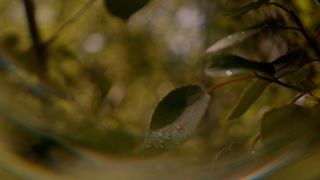 Like A Tree : Loop 06