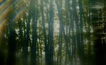 Like A Tree : Loop 05 (158428)