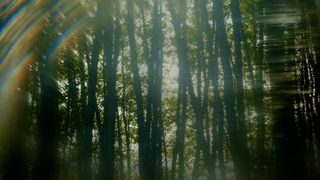 Like A Tree : Loop 05