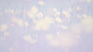 Open Field Motion Loop