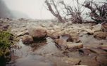 Mendocino CA Nature Loop  (158838)