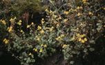 Mendocino CA Nature Loop  (158843)
