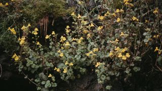 Mendocino CA Nature Loop 