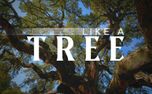 Like A Tree : Mini Movie (159792)