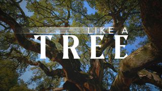 Like A Tree : Mini Movie