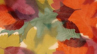 Layers of Leaves : Loop 01