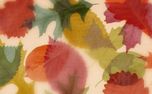 Layers of Leaves : Loop 08 (161333)