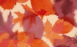 Layers of Leaves : Loop 07 (161334)