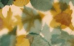 Layers of Leaves : Loop 06 (161335)