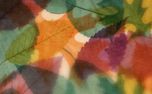 Layers of Leaves : Loop 02 (161339)