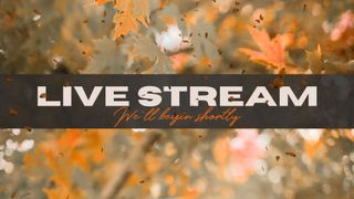 Fall Leave Live Stream