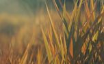 The Grass : Loop 01 (161420)