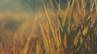 The Grass : Loop 01