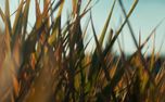 The Grass : Loop 02 (161421)