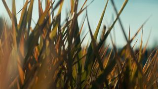 The Grass : Loop 02