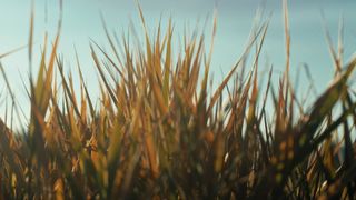The Grass : Loop 03