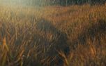 The Grass : Loop 04 (161423)