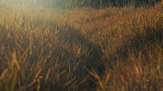 The Grass : Loop 04