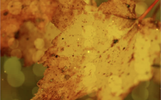 Grunge Autumn Leaf Motion