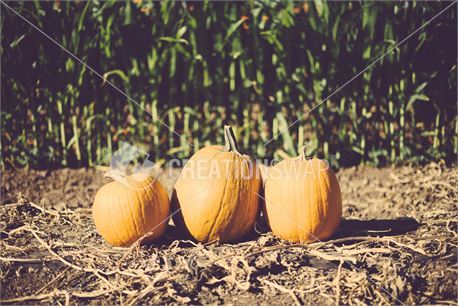 Three pumpkins (25187)
