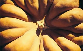Top of pumpkin