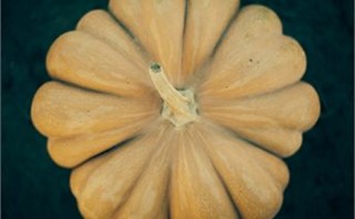 top of pumpkin