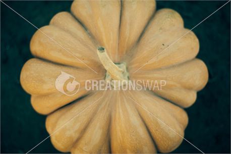 top of pumpkin (25189)