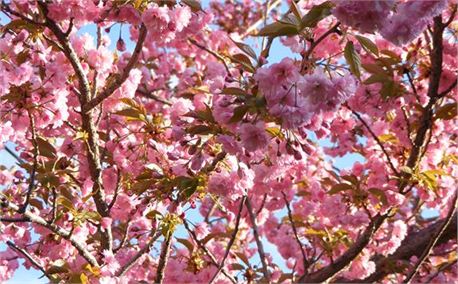 Prunus300 (3008)