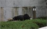 Sleeping (3151)