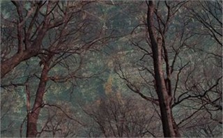 grunge trees