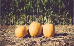 Three pumpkins (32542)