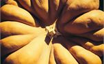 Top of pumpkin (32543)