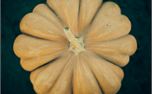 top of pumpkin (32546)