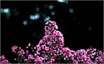 bloom (4467)