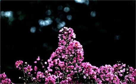 bloom (4467)