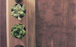 Succulents 2 (40692)
