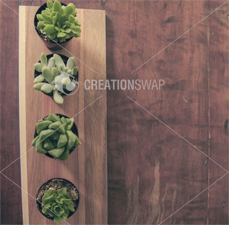 Succulents 2 (40692)