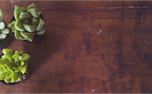 Succulents 7 (40697)
