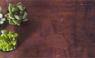 Succulents 7