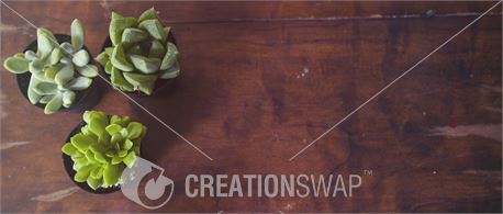 Succulents 7 (40697)