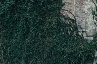Ivy on the wall