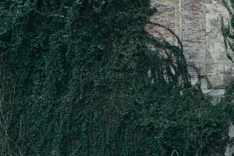 Ivy on the wall (57937)