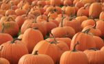 Rows of pumpkins (59005)