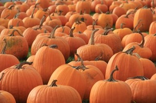 Rows of pumpkins